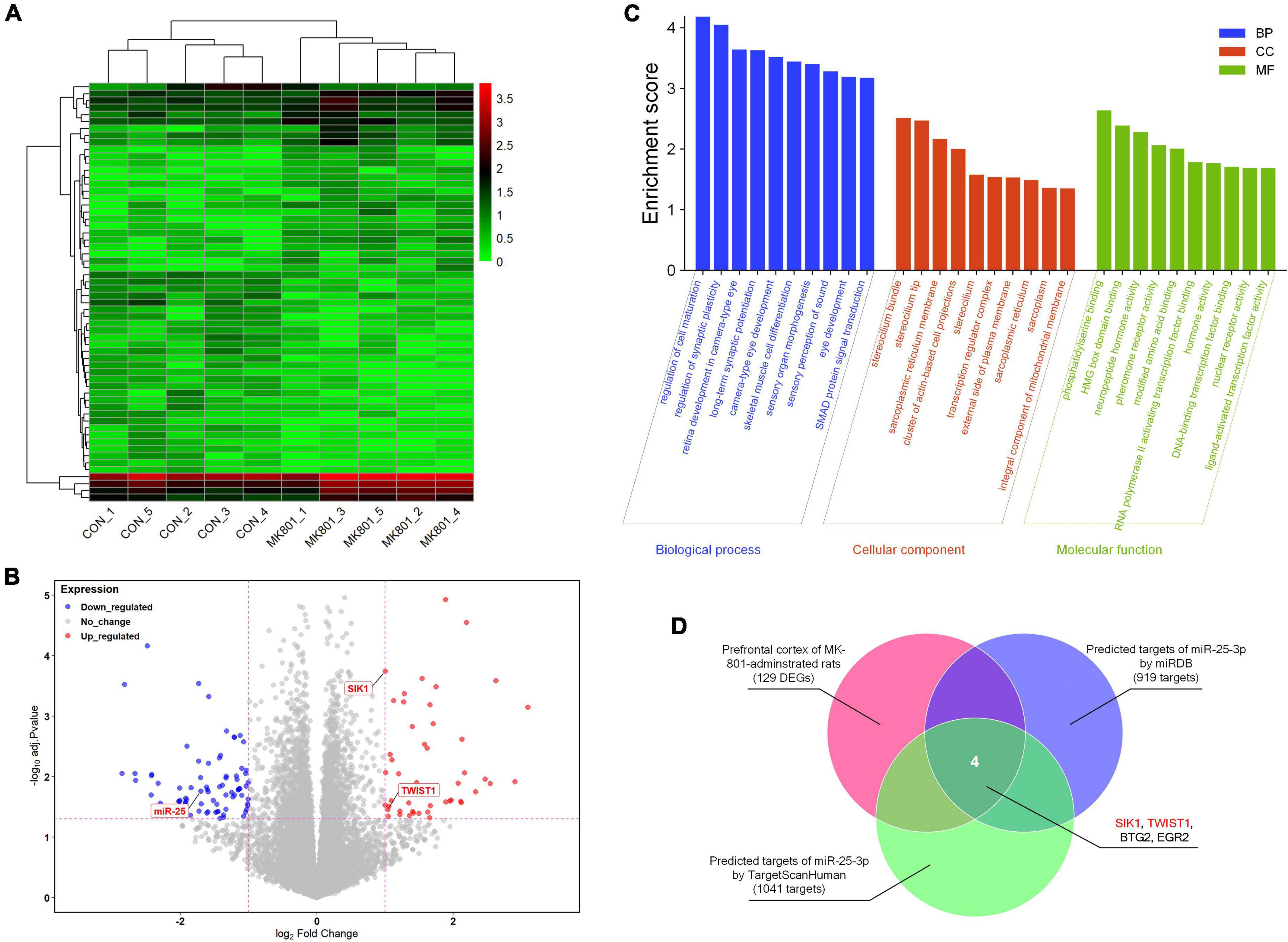 The SIK1/CRTC2/CREB1 and TWIST1/PI3K/Akt/GSK3β signaling pathways mediated by microRNA-25-3p are altered in the schizophrenic rat brain